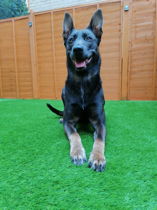 Sunny dog training case study - SK9 Training World