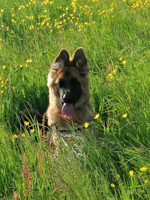 Cleo dog training case study - SK9 Training World