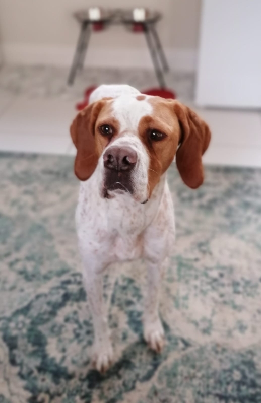 Maggie dog training case study - SK9 Training World