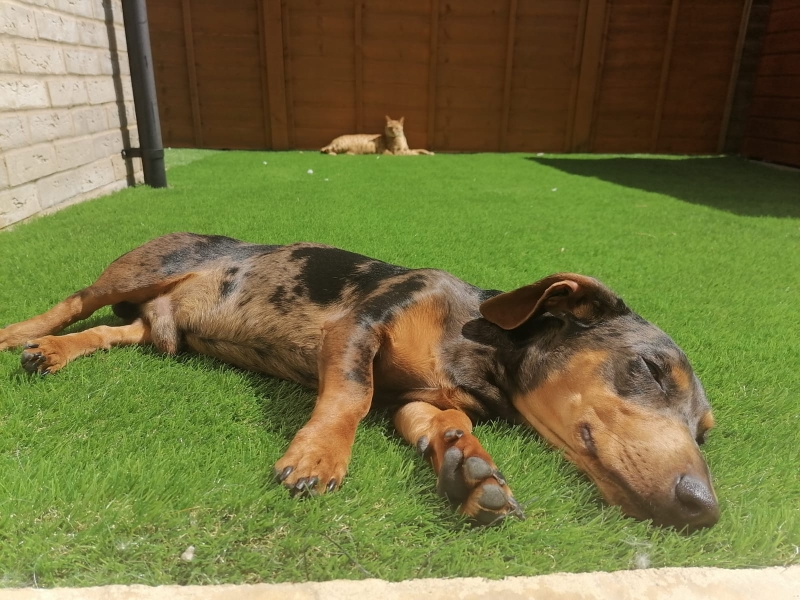 Prince dog training case study - SK9 Training World