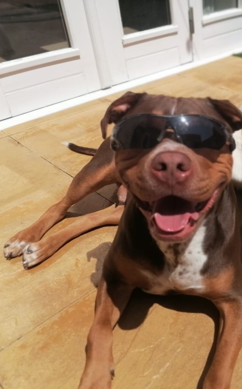 Percy dog training case study - SK9 Training World