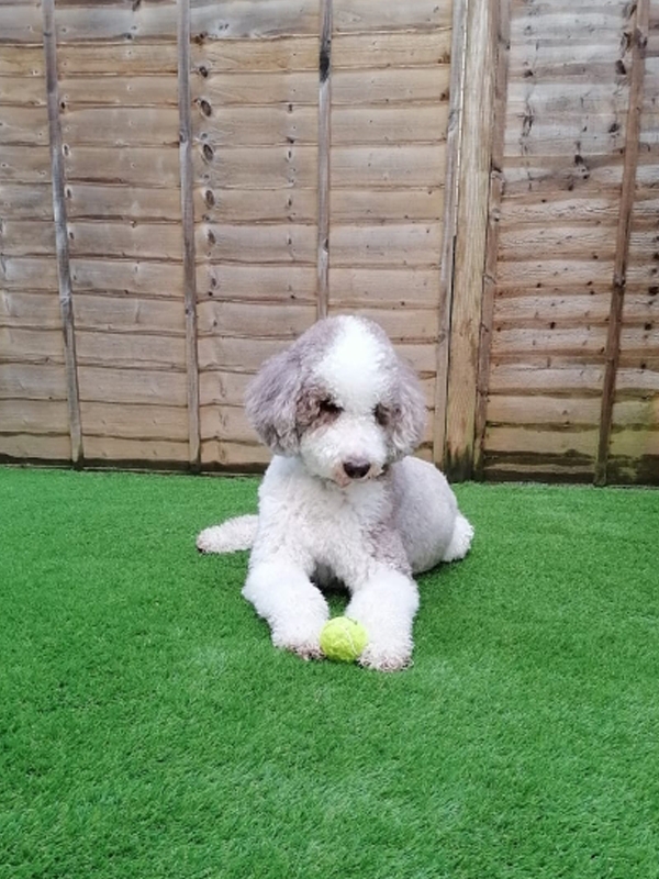 Emmy dog training case study - SK9 Training World