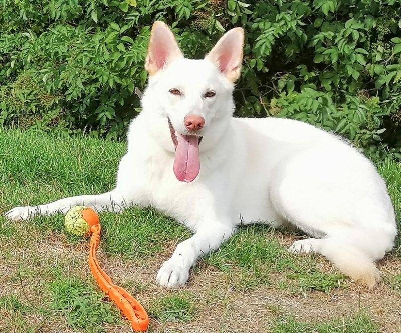 Our Main Hero SOUL dog training case study - SK9 Training World