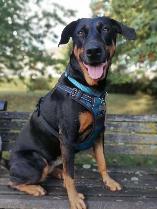 Piper dog training case study - SK9 Training World