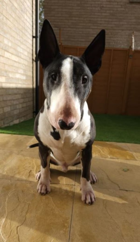 Wallace dog training case study - SK9 Training World