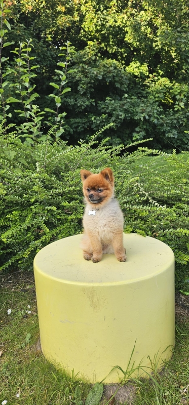 Ralph dog training case study - SK9 Training World