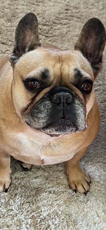 Reggie dog training case study - SK9 Training World