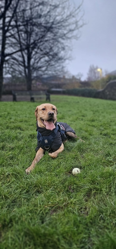 Gus dog training case study - SK9 Training World