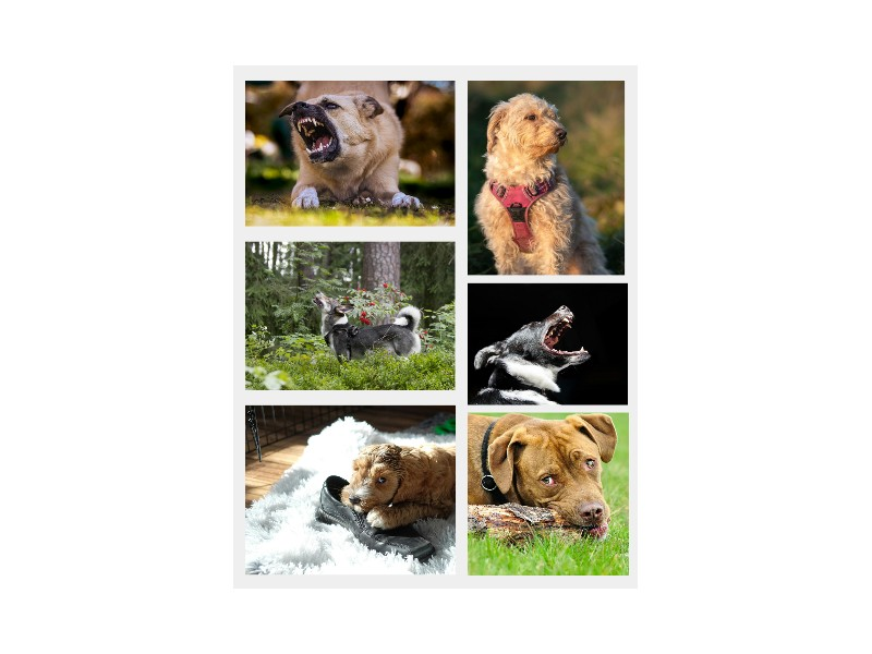 5 signs your dog needs training: Aggression, Anxiety, Disobedience, Destructive behaviour, Excessive barking