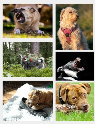 Collage showing signs a dog needs professional training