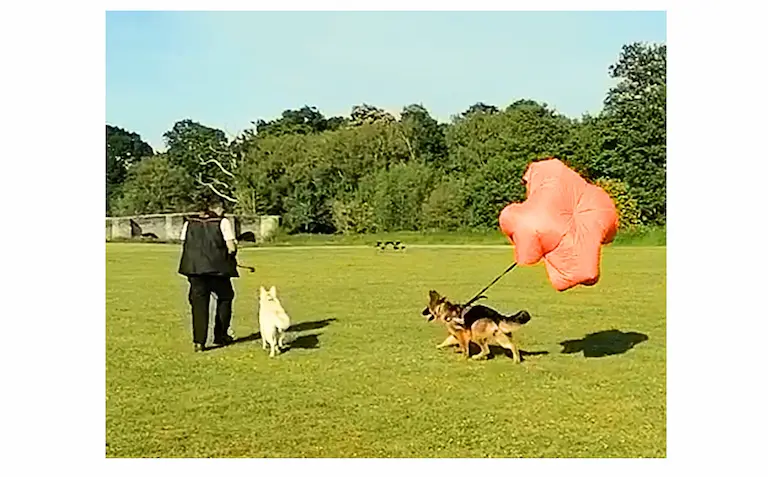 Dog training field session in Kent