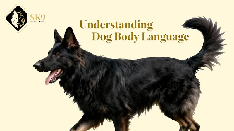 Black long-haired German Shepherd demonstrating dog body language signals explained by professional trainer