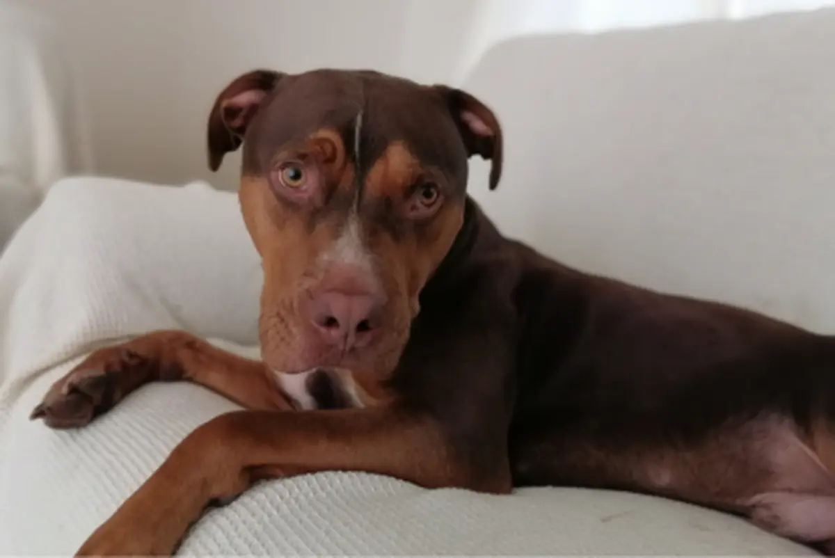 Puppy to adult dog training article image