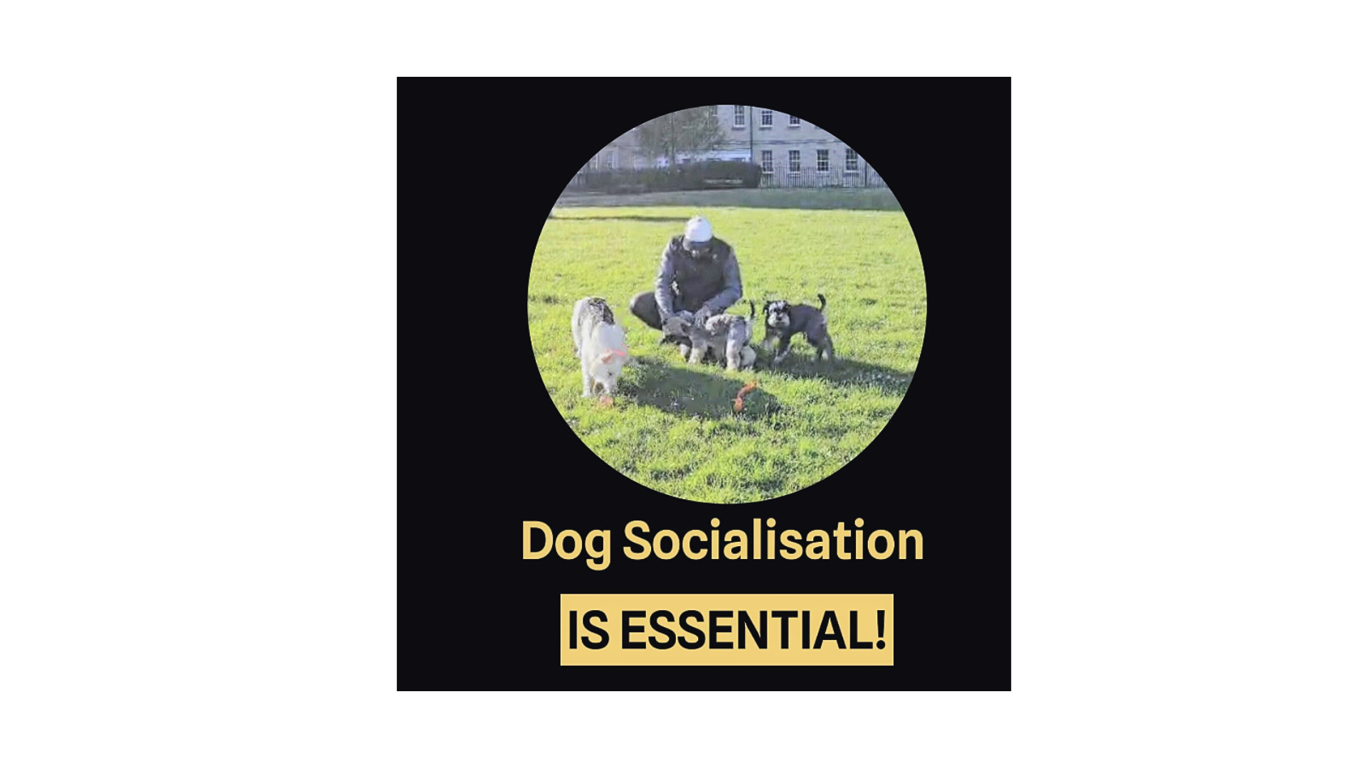 Socialisation for Dogs