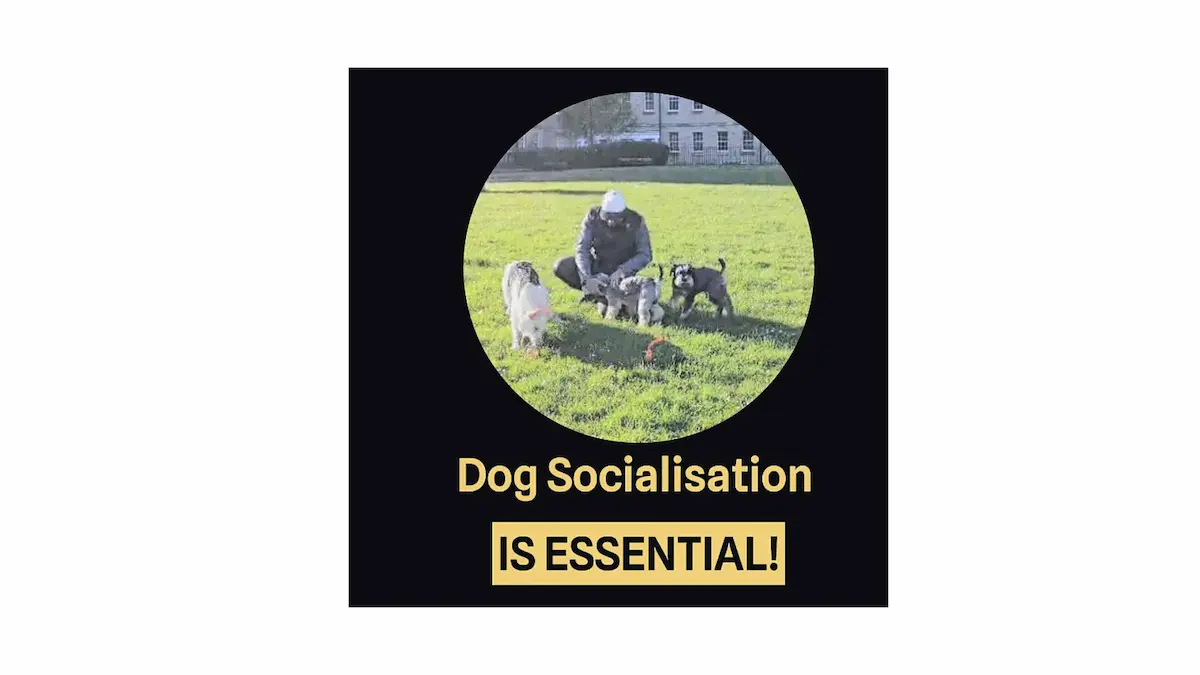 Dog socialisation training in Kent with calm and well-behaved dogs