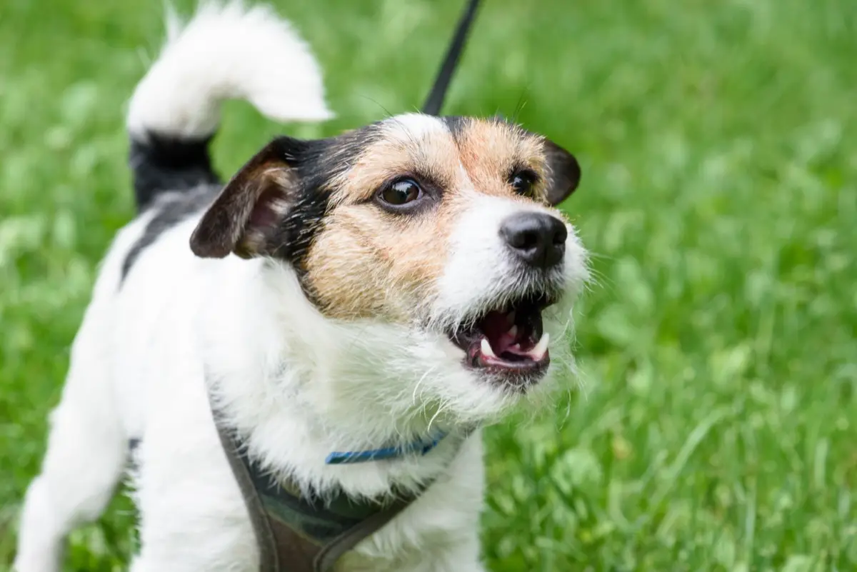 Dog barking excessively in home environment - behaviour training in Kent
