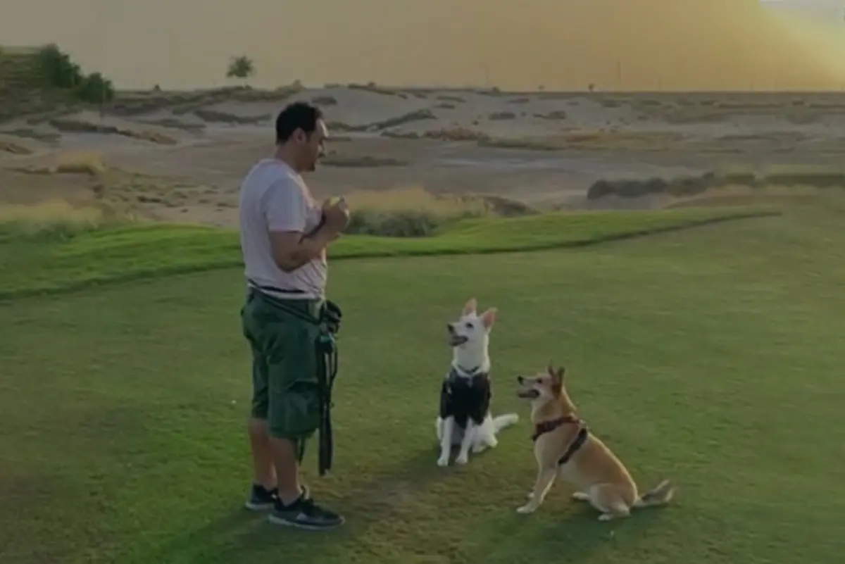 Why hire a dog behaviourist in Kent article image