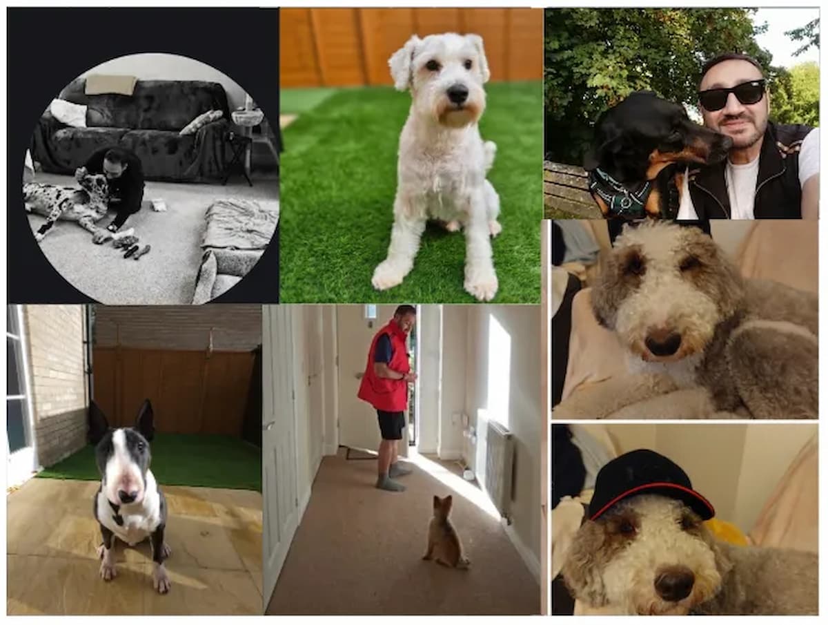 Dog relaxing after confidence training inside residential dog training program in Kent