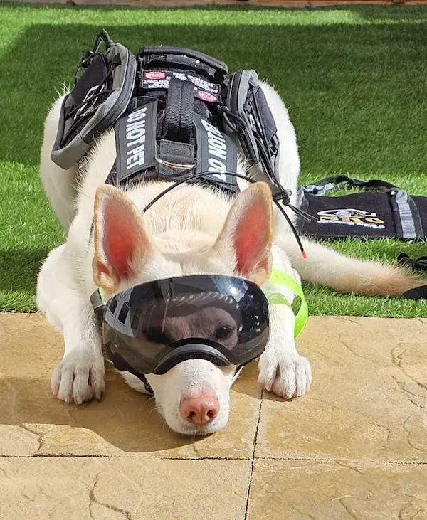 Protection dog training in Kent