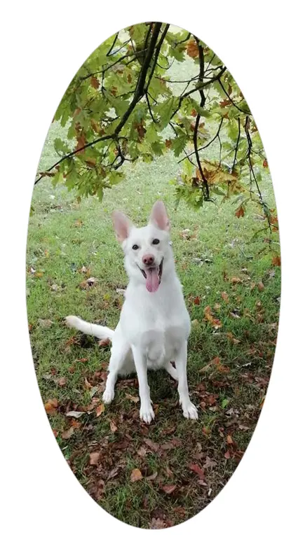 Soul, a well-behaved dog helping with training
